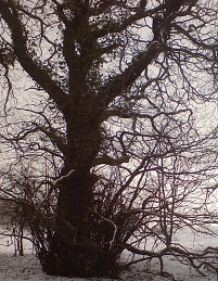 © Robert Rotifer Noch knorrigerer Baum